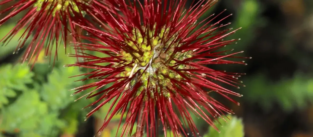 Acaena ovalifolia