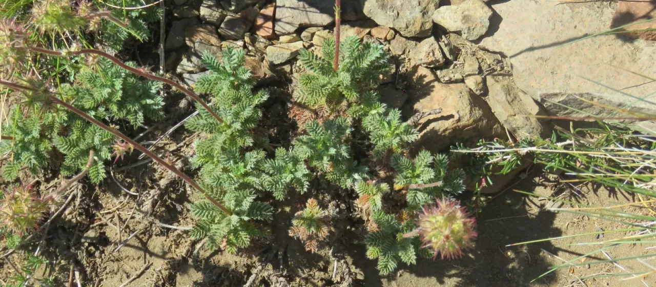 Acaena pinnatifida