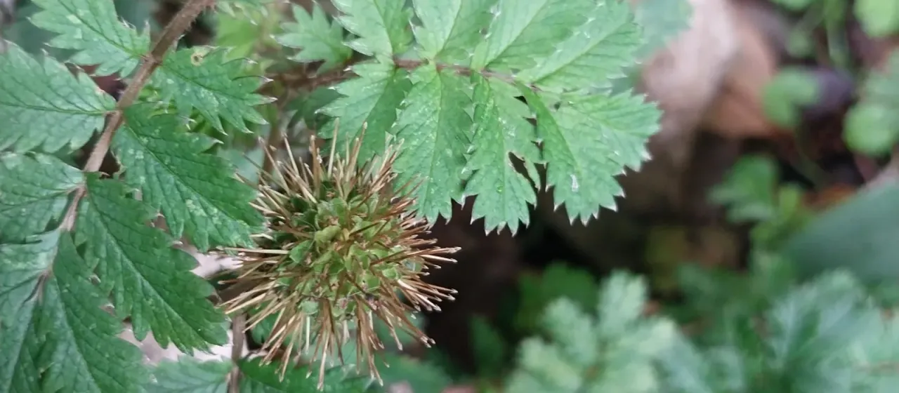 Acaena viridior