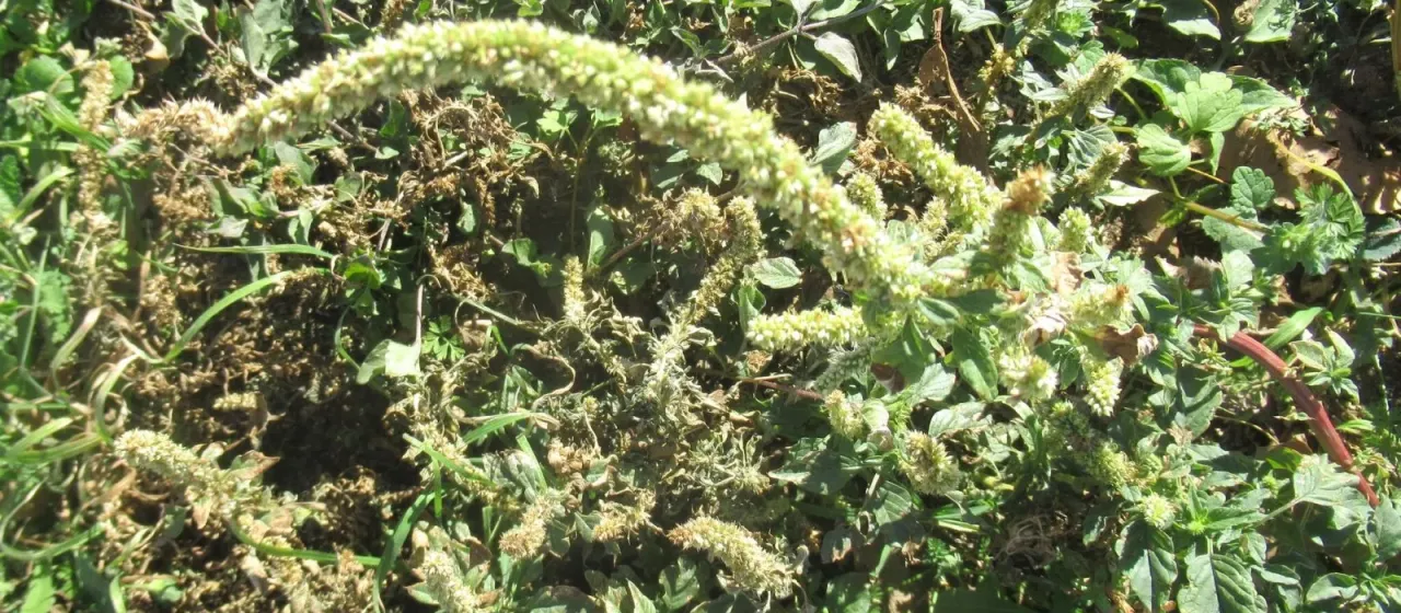 Acnida