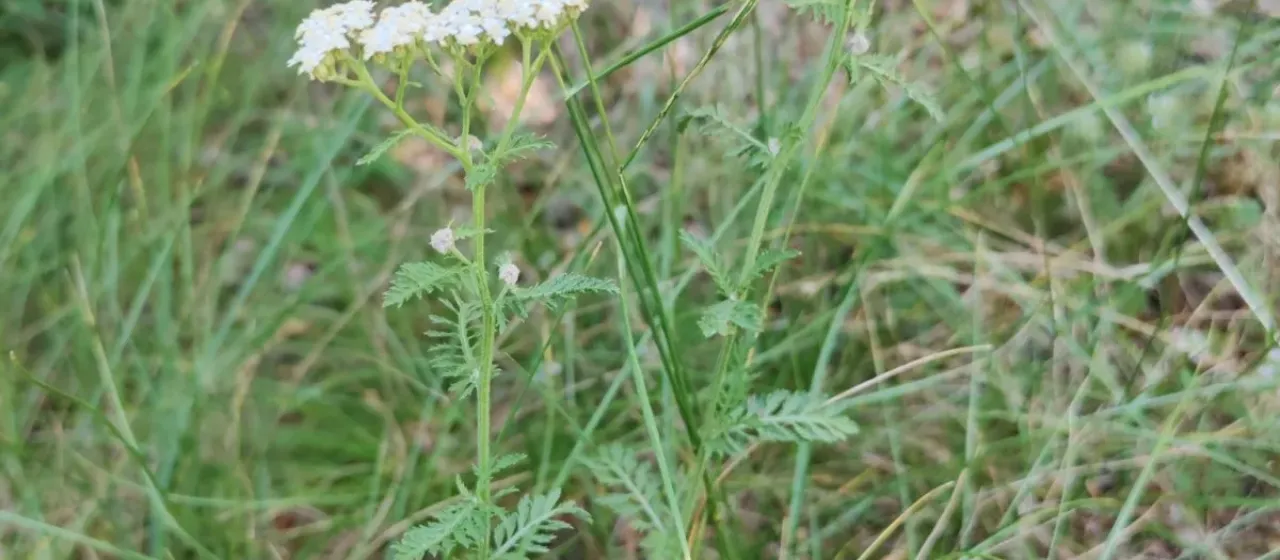 Achillea distans