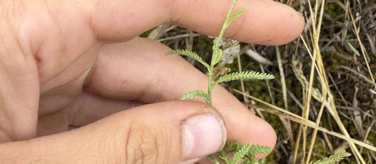 Yellow yarrow