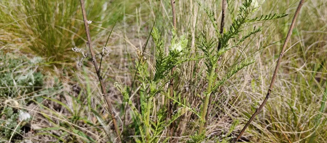 Noble yarrow