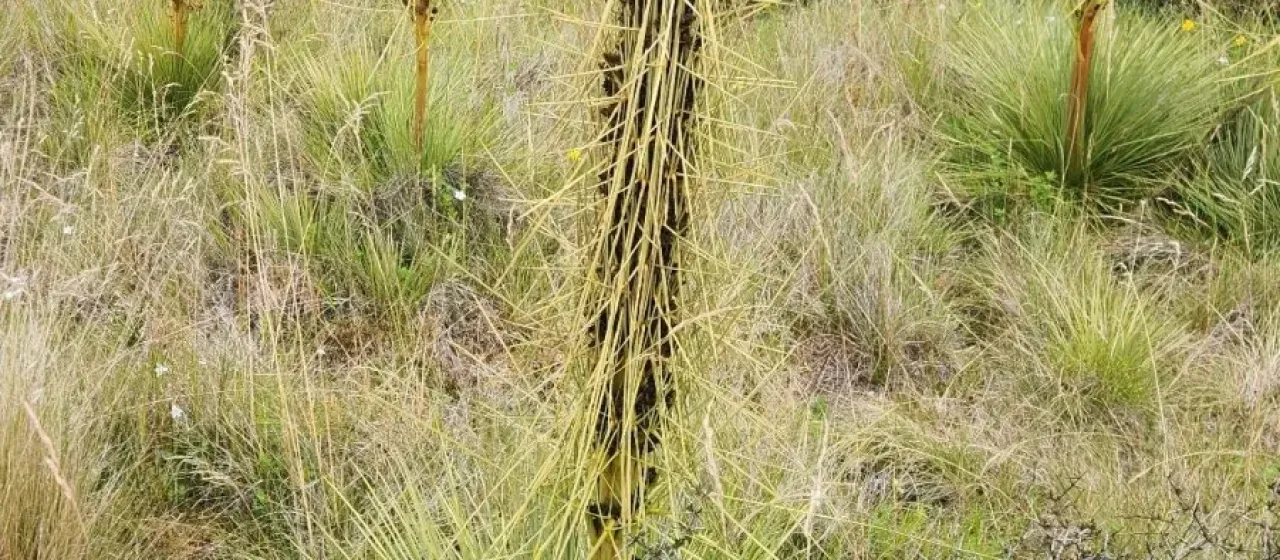 Aciphylla subflabellata