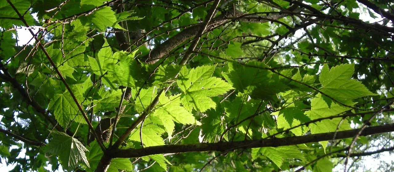 Acer argutum