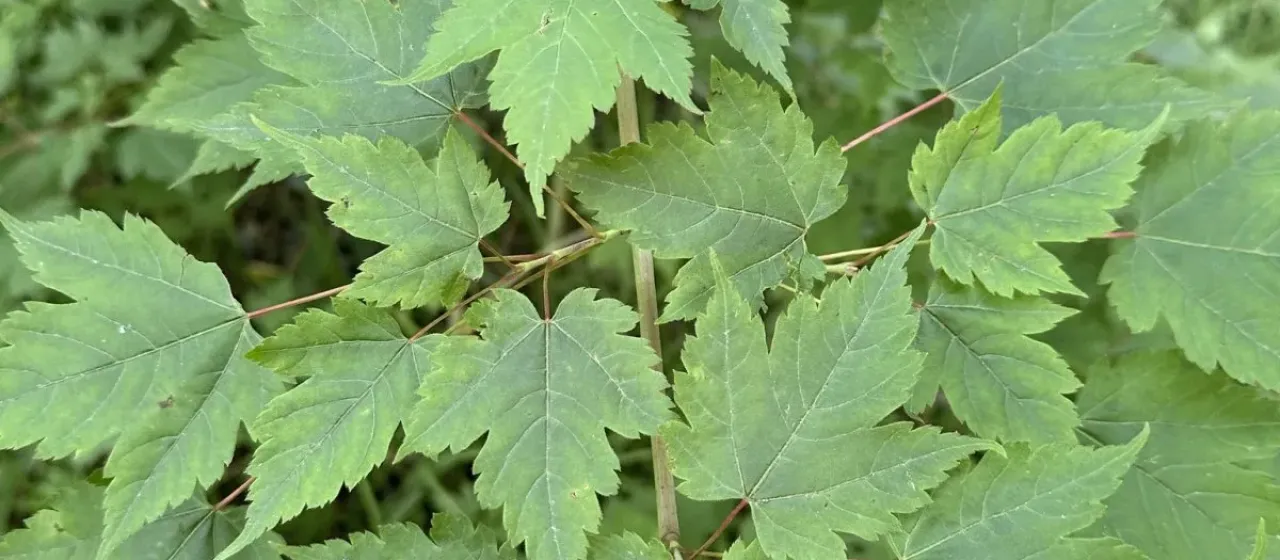 Bearded maple
