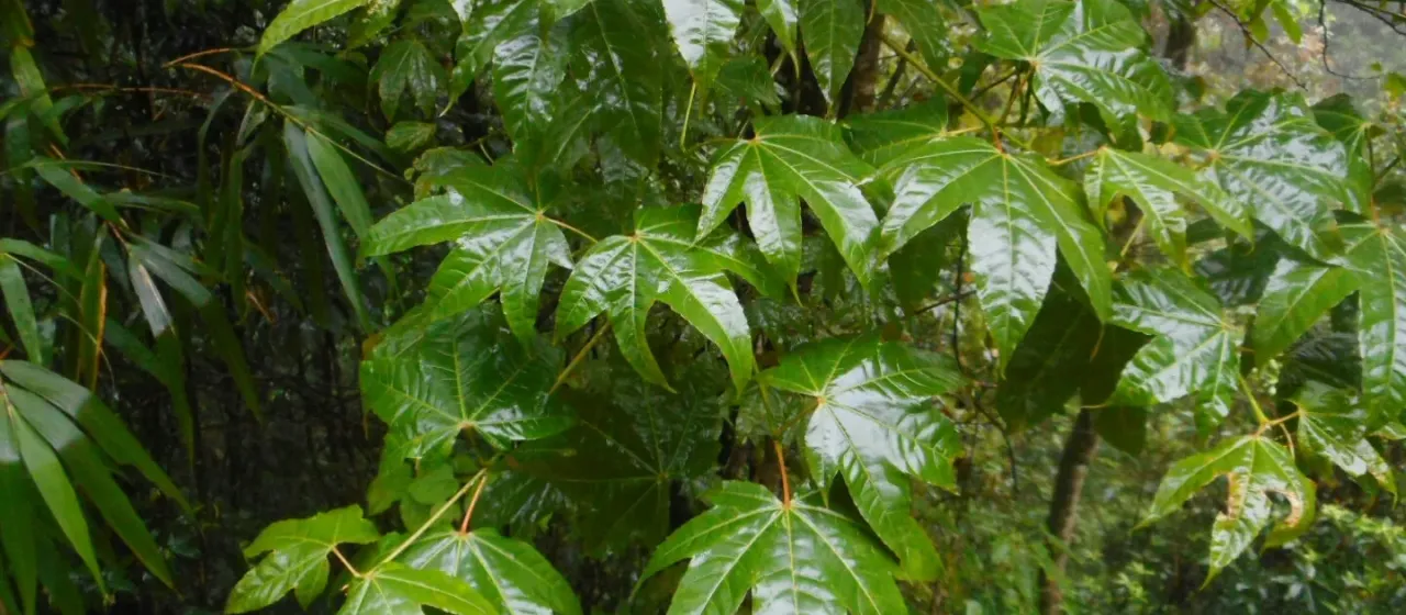 Campbell's maple