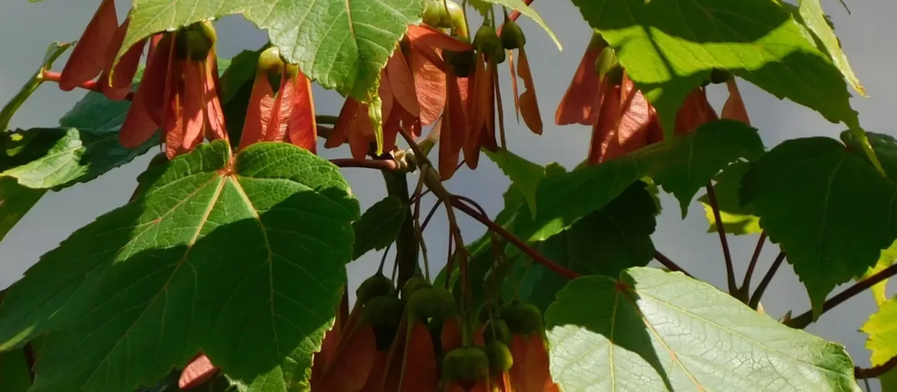 Himalayan maple