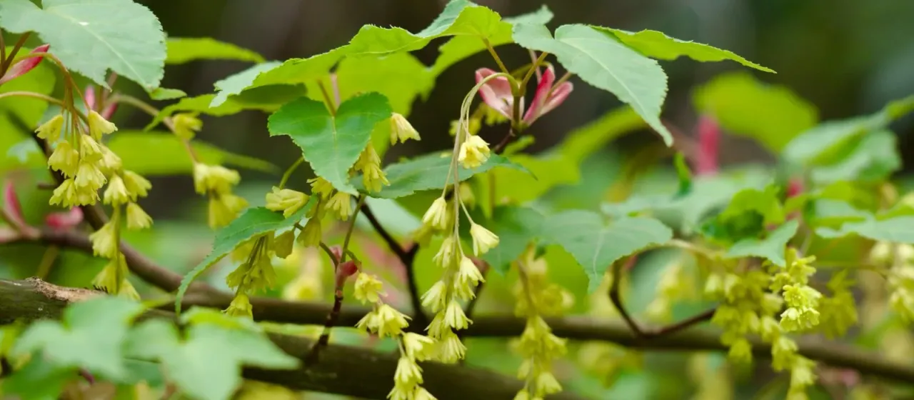 Hawthorn-leaf maple
