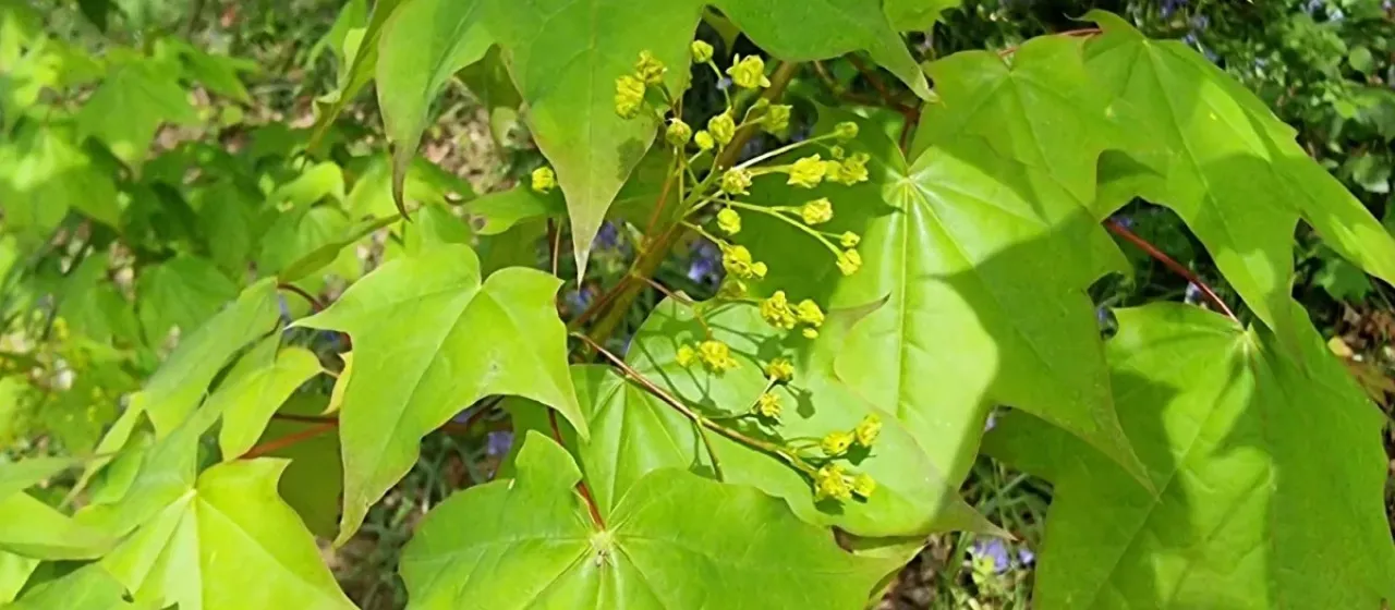Клён каппадокийский