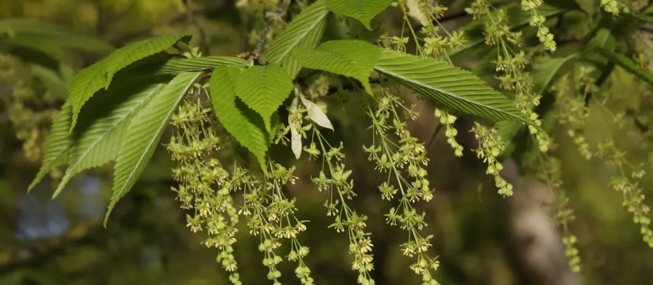 Hornbeam maple