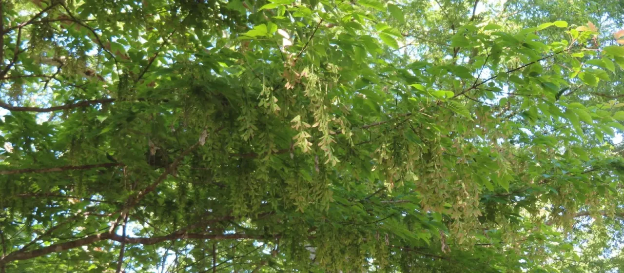 Cissus-leaved maple