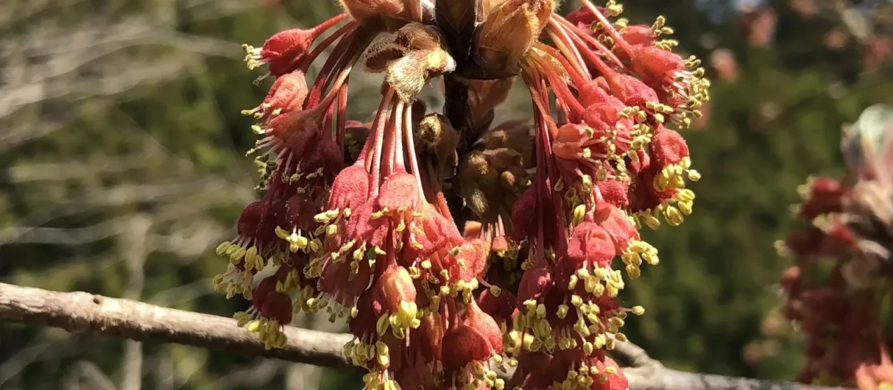 Devil maple