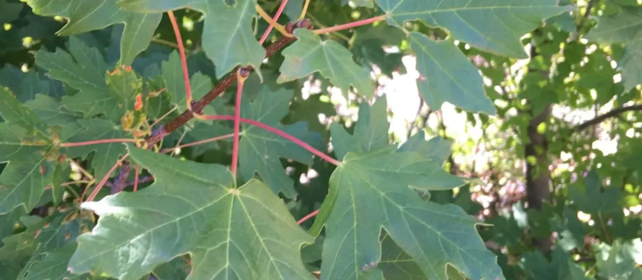Hyrcanian maple