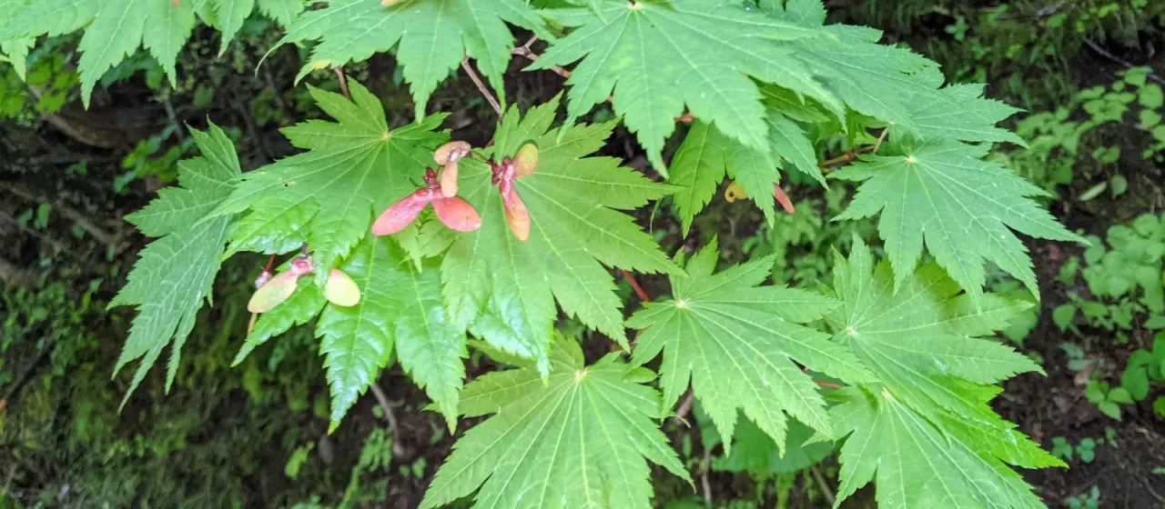 Fullmoon maple