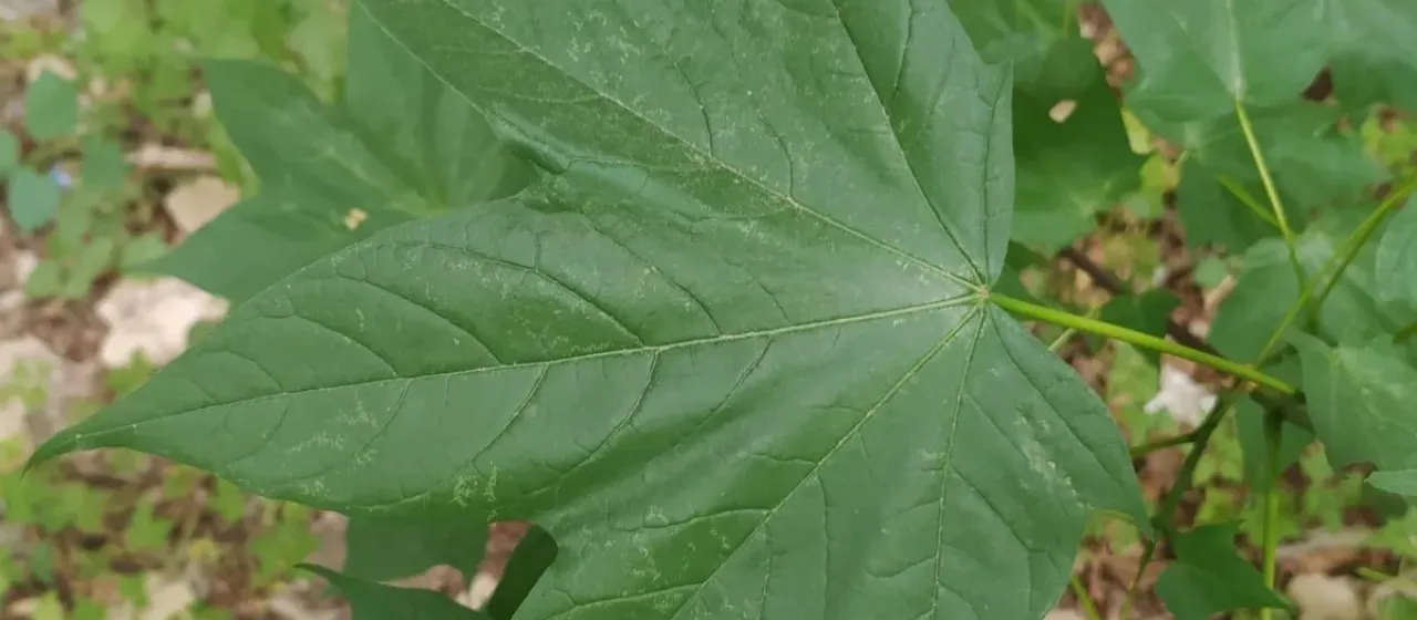 Lobel's maple