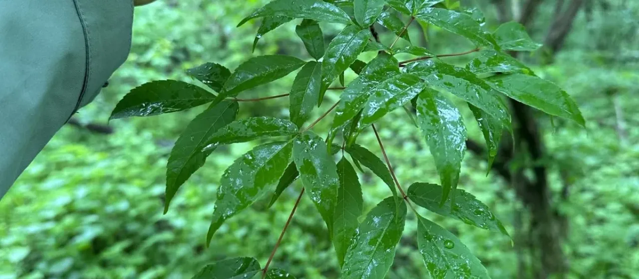 Manchurian maple
