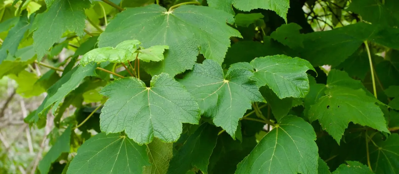 Nippon maple