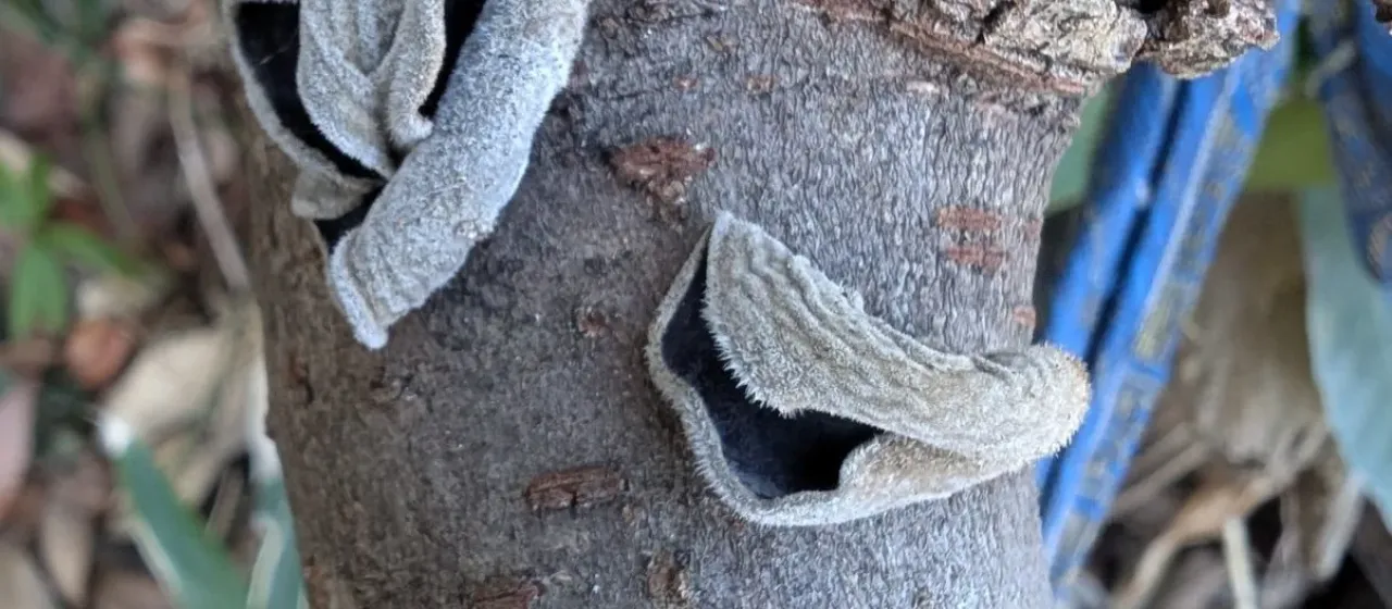 Wood ear mushroom