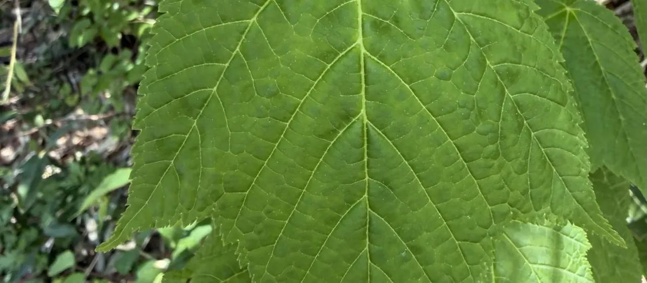 Snakebark maple
