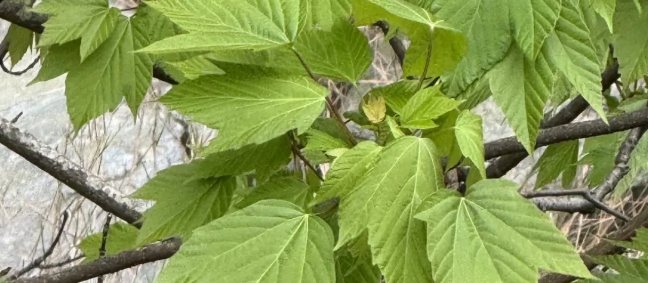Sterculia-leaved maple