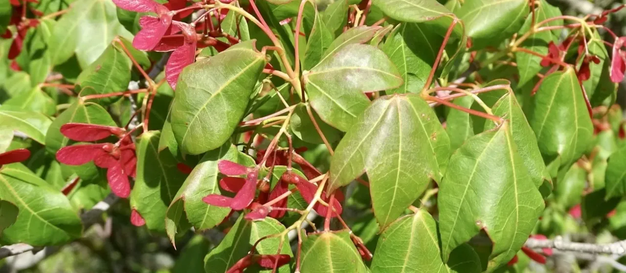 Tutcher's maple