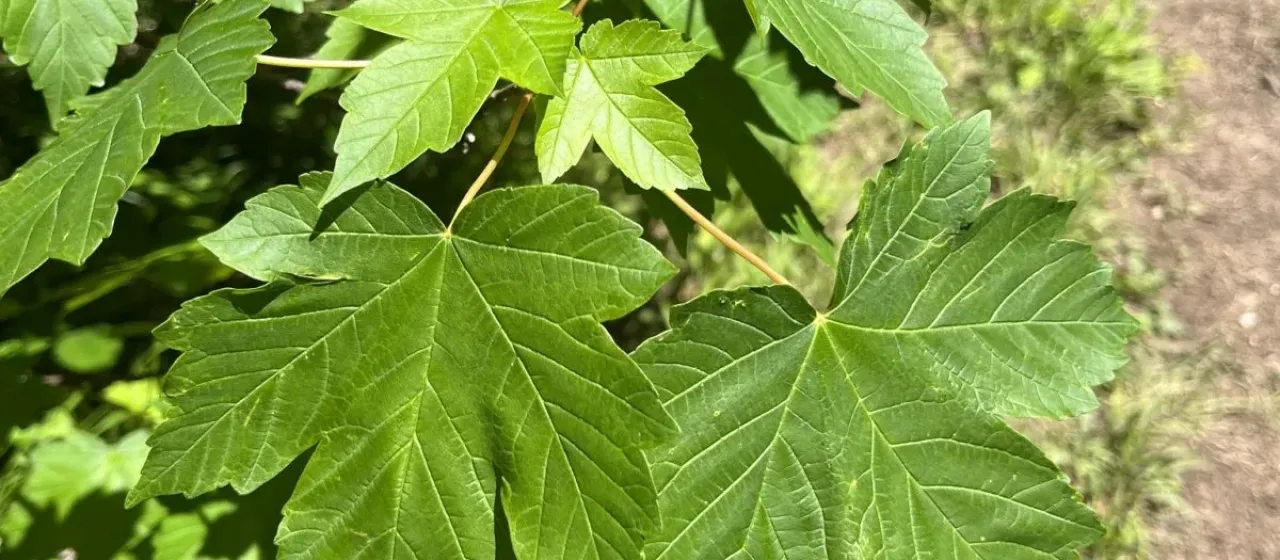 Trautvetter's maple