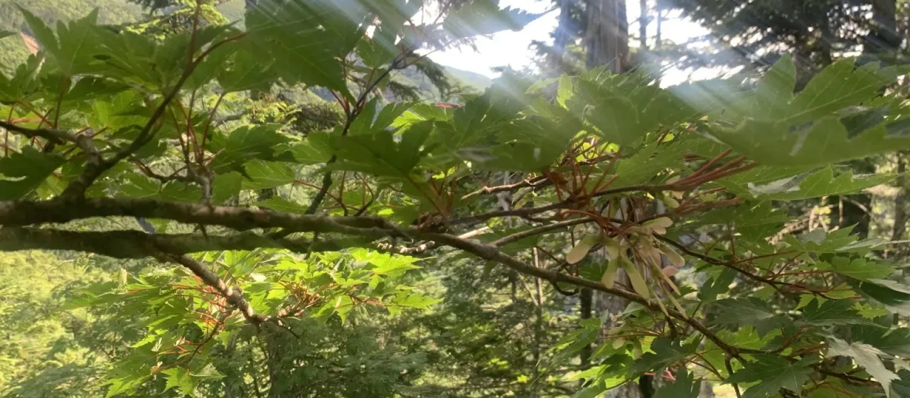 Tschonoski maple