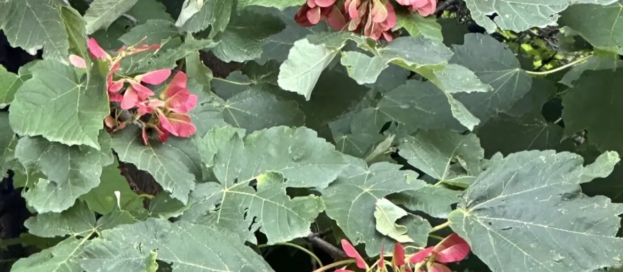 Velvet maple