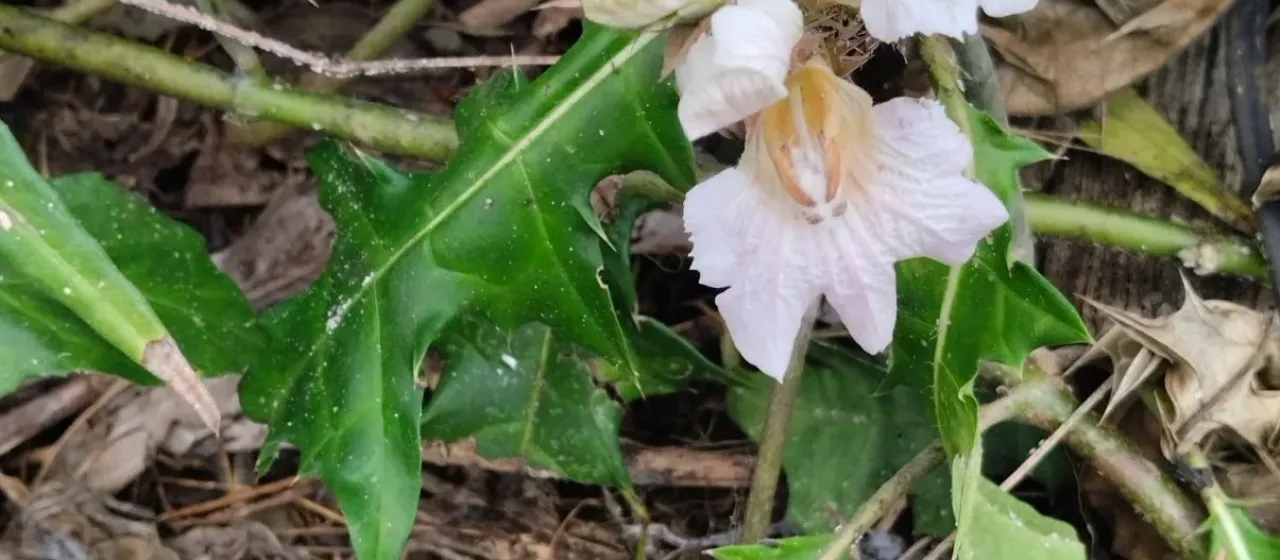 Mountain acanthus