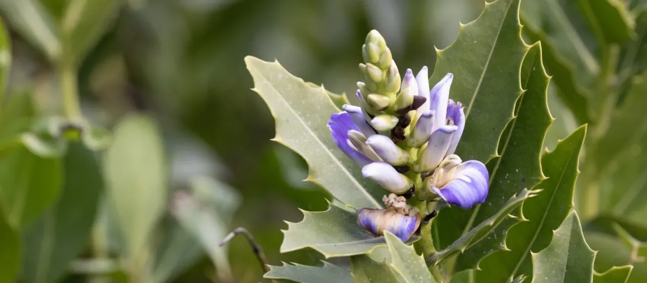 Holly-leaved acanthus