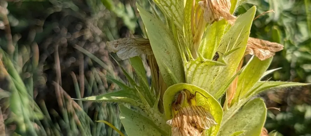 Hairy acanthus