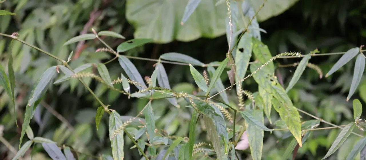 Achyranthes longifolia