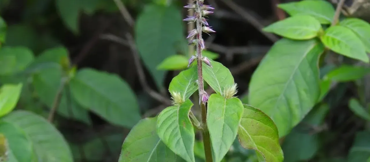 Achyranthes sicula