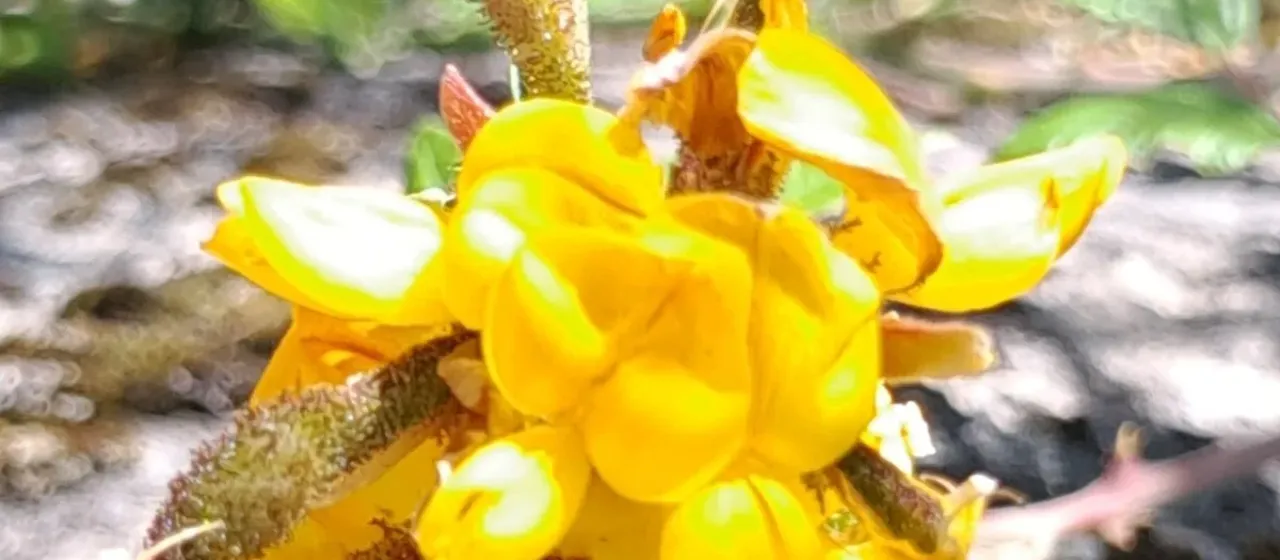 Adenocarpus complicatus
