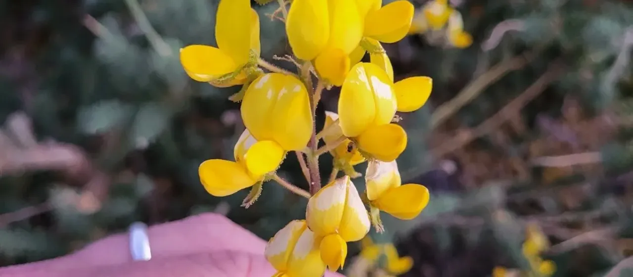Adenocarpus viscosus