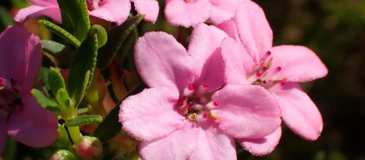 Adenandra fragrans