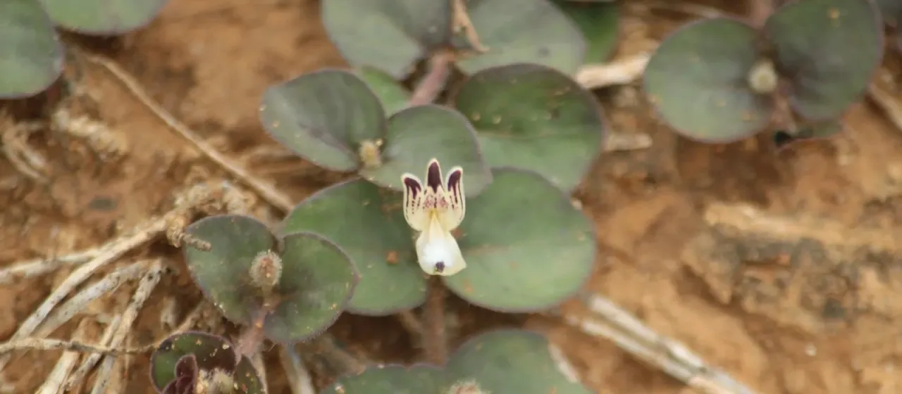 Andrographis serpyllifolia