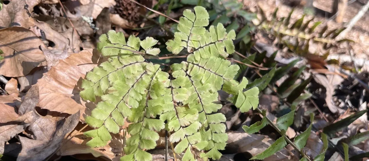 Northern maidenhair fern