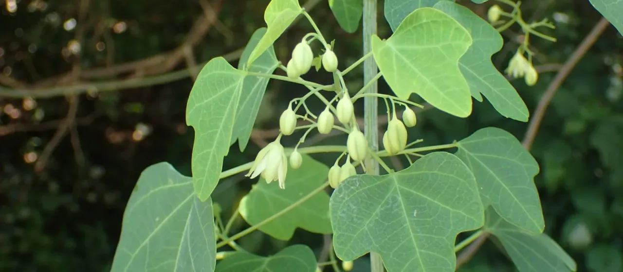 Adenia cissampeloides