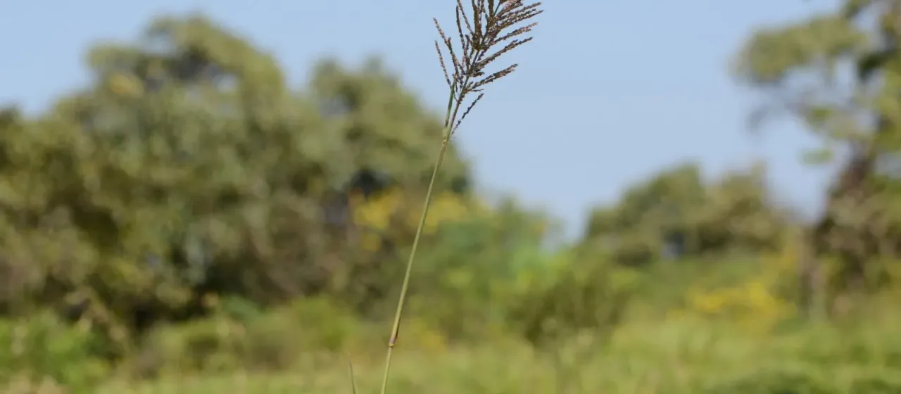 Arundinella leptochloa