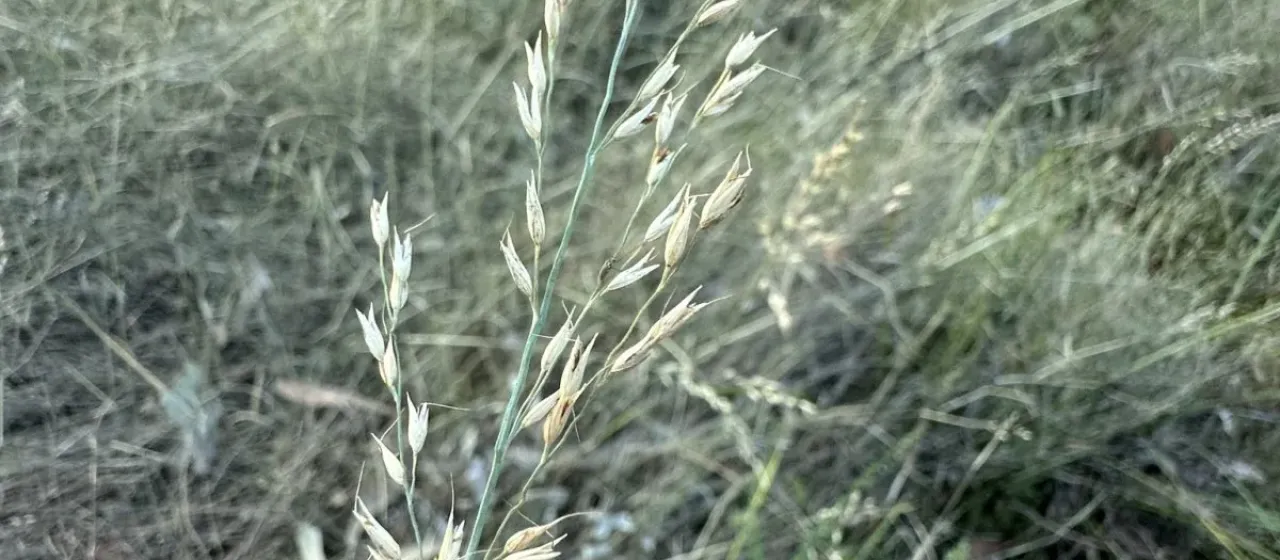 Arundinella nepalensis