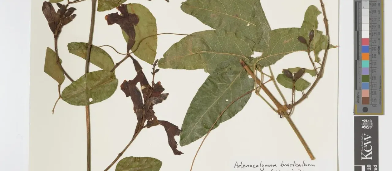Adenocalymma bracteatum