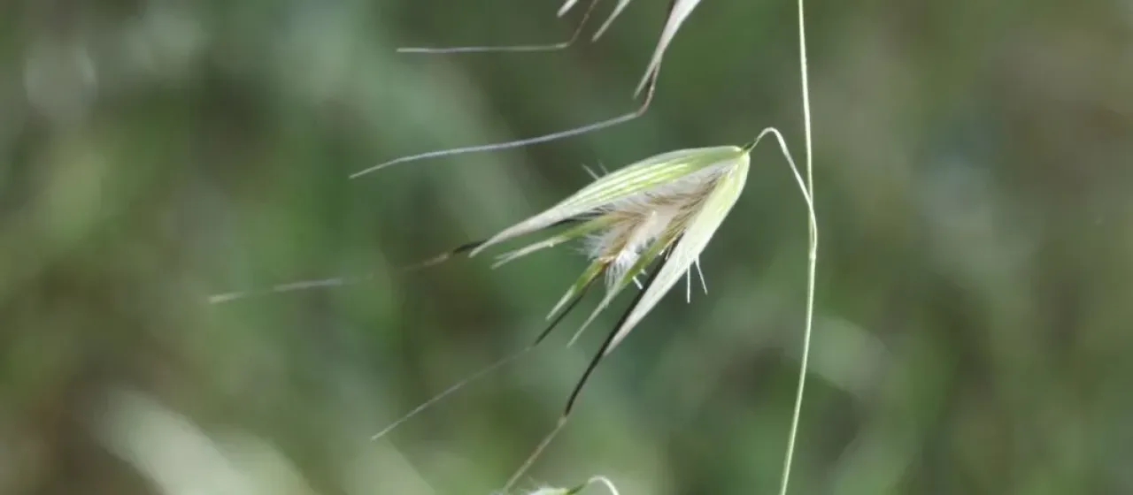 Wild oat