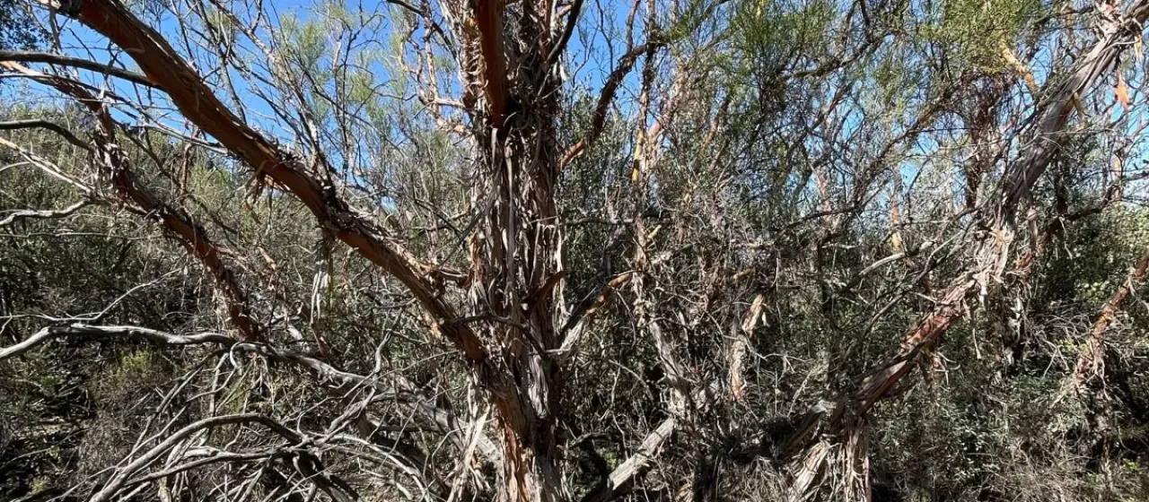Ribbonwood