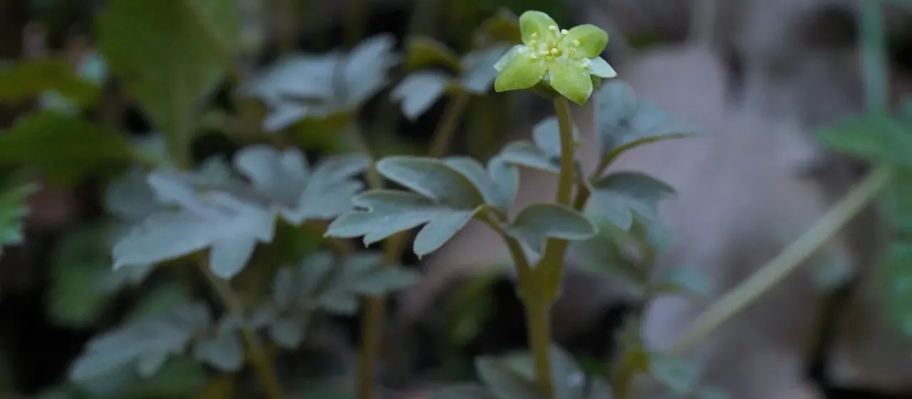 Moschatel