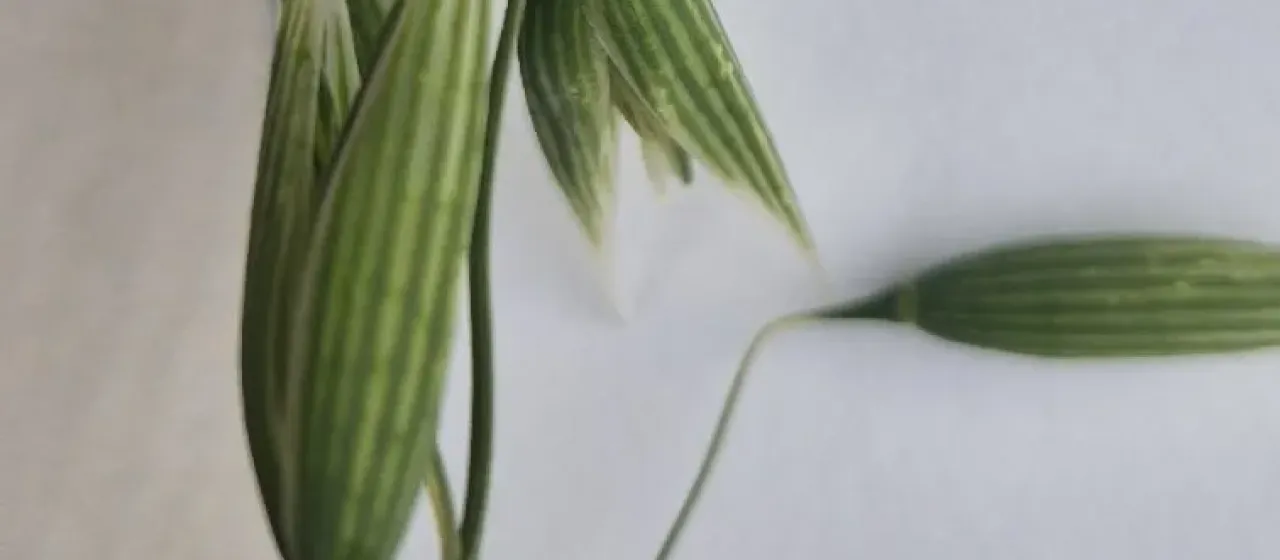 Common oat