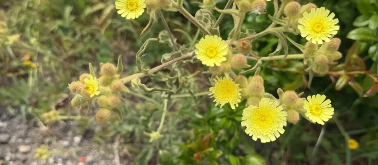 Andryala integrifolia