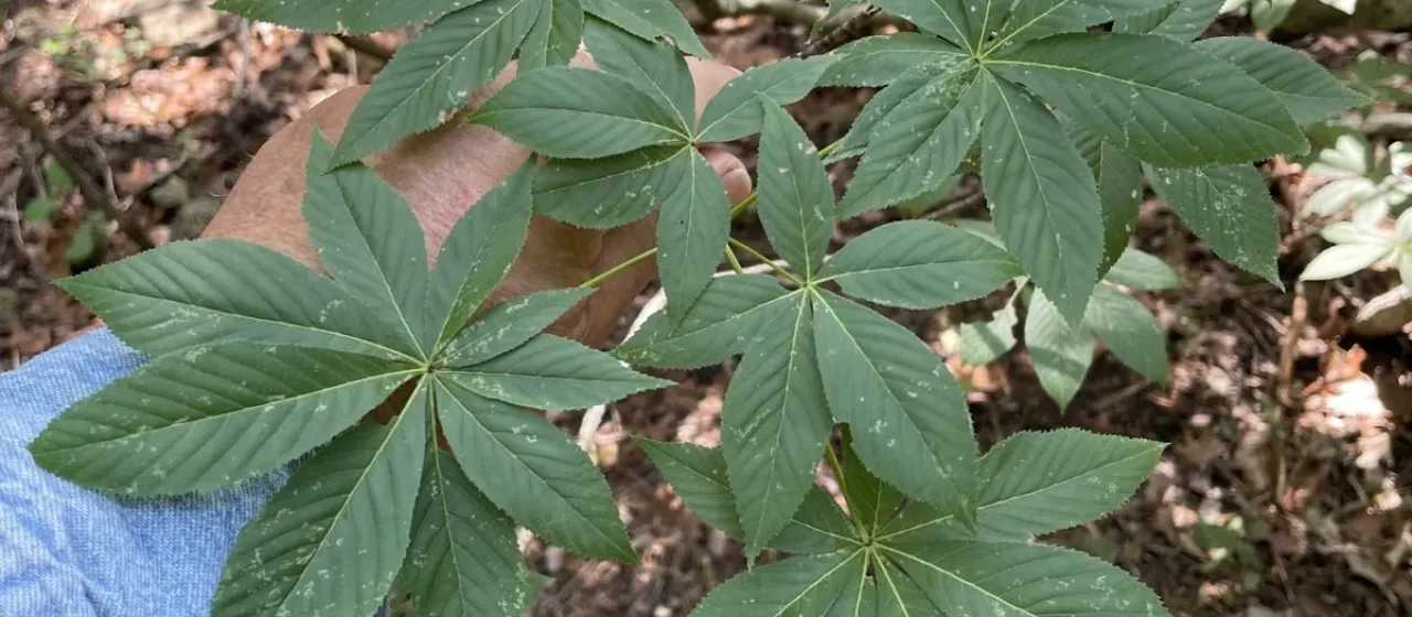 Aesculus arguta