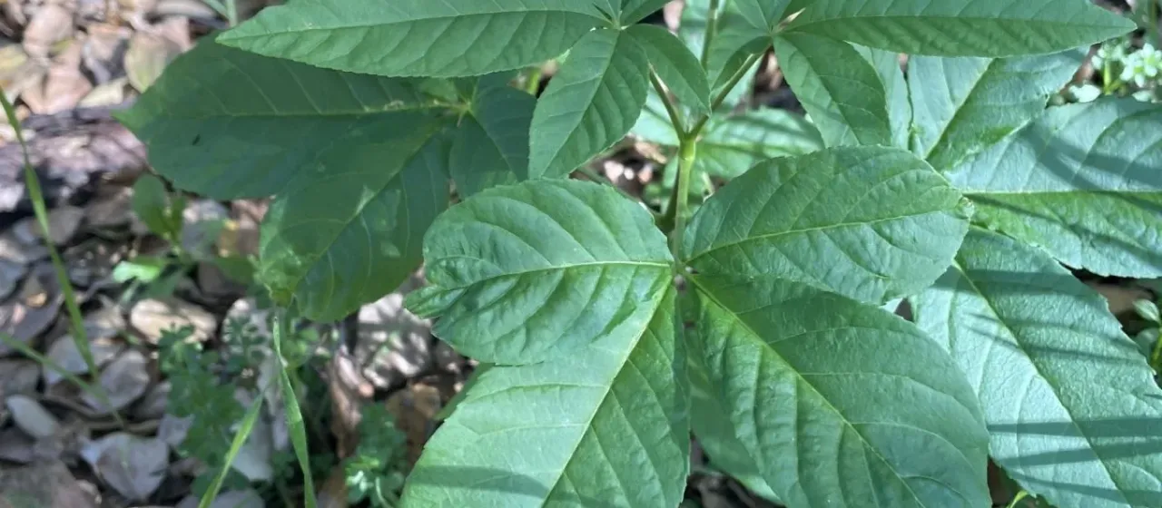 Aesculus californica
